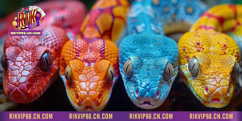 Màu sắc của rắn có thể liên quan đến thể trạng và tâm lý người mơ